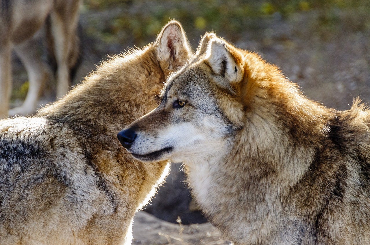 Free Wolf Animals photo and picture