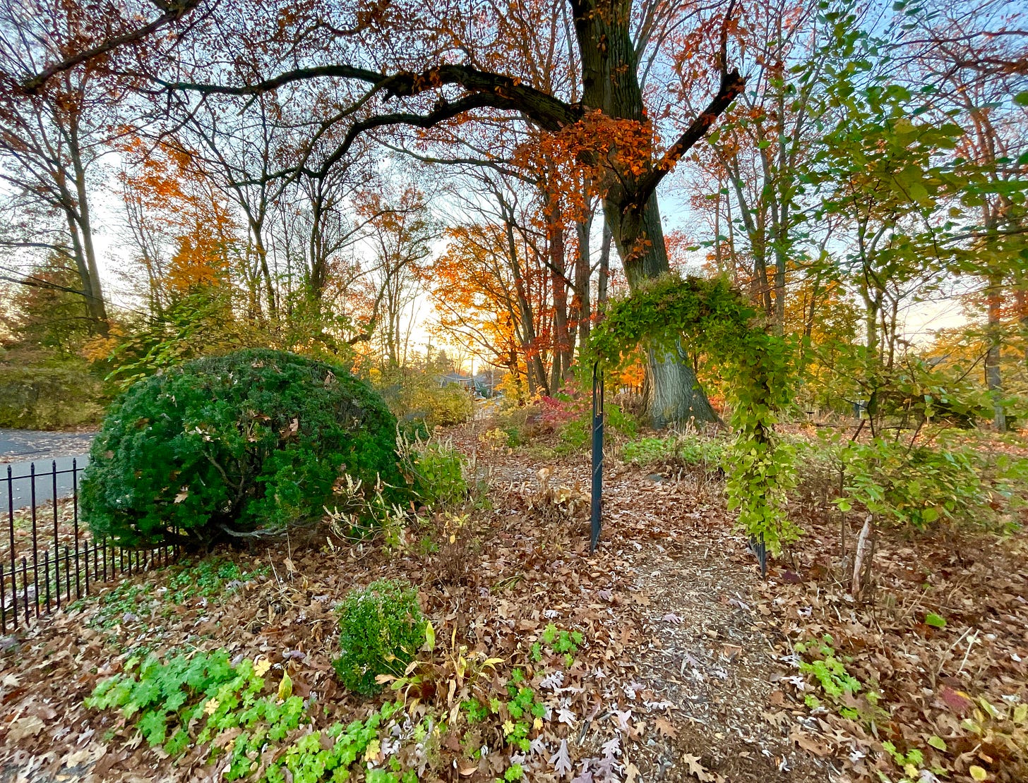 The Woodland this week as the leaves fall fast and the evergreens really become important.