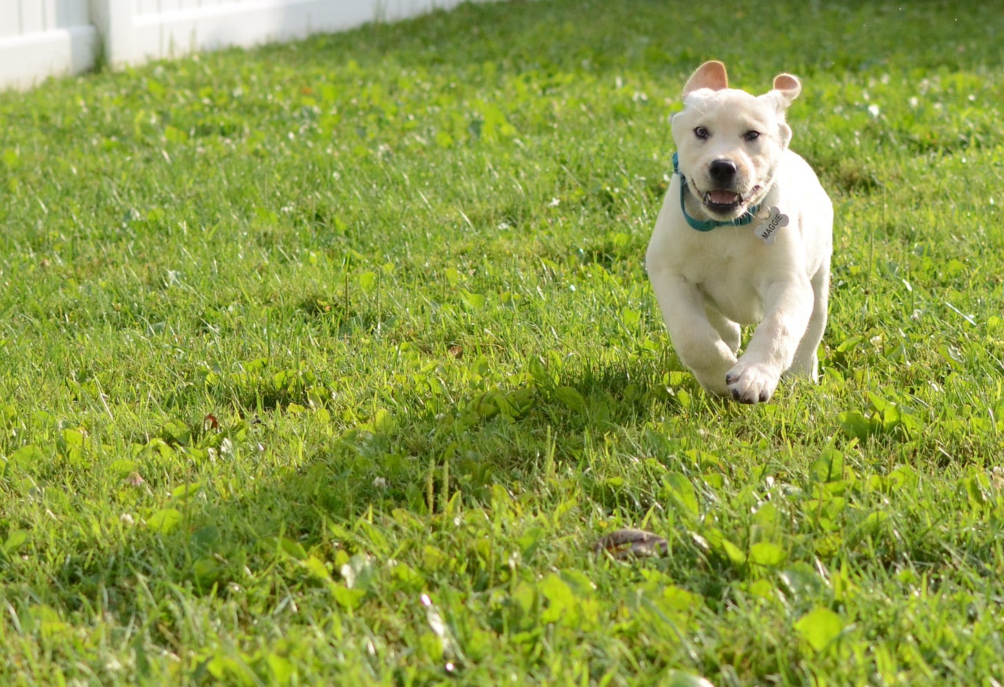 A yellow Labrador retriever puppy runs through a grassy backyard. She's going so fast, her ears are up in the air.