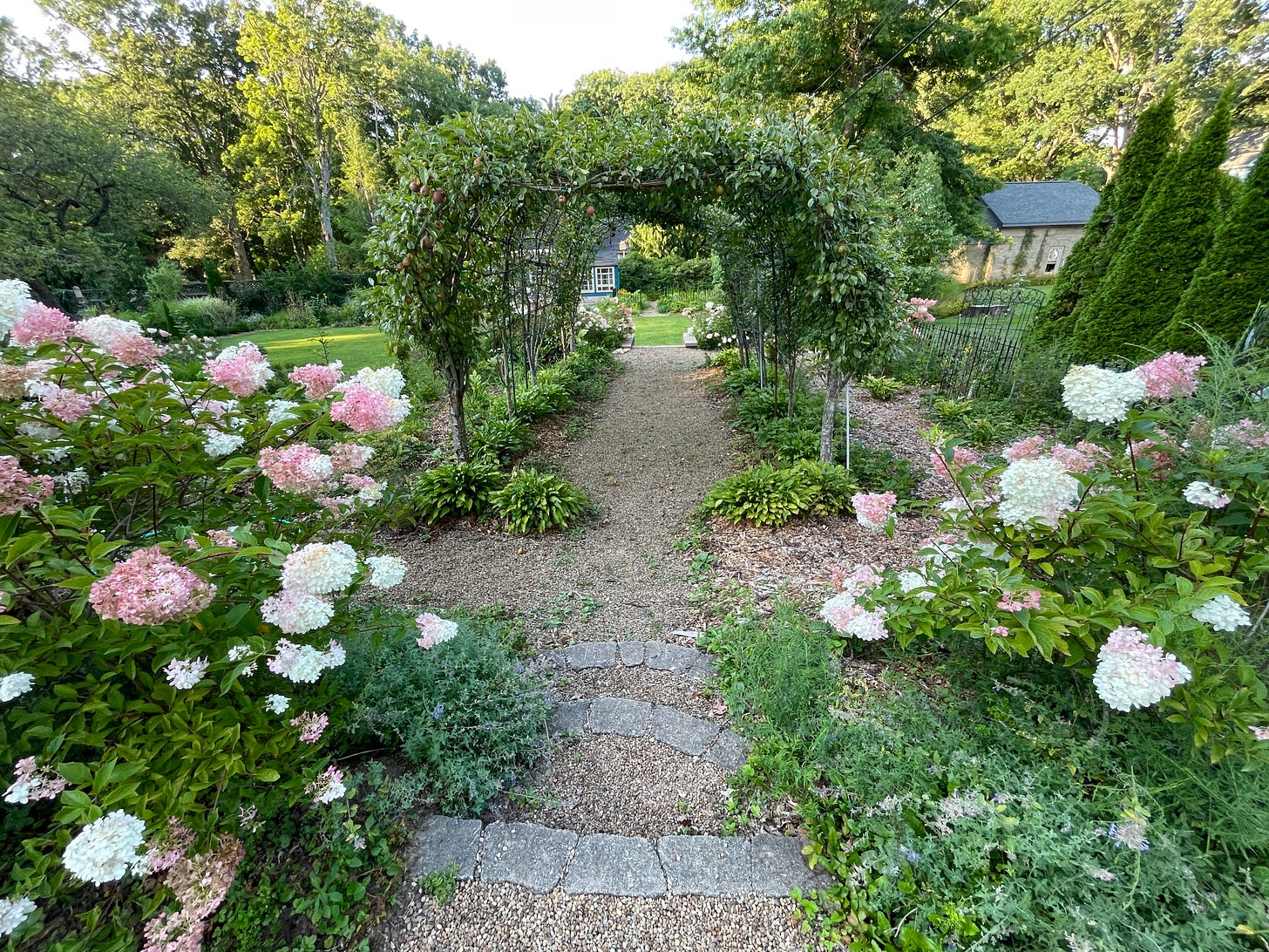 Hydrangea ‘Vanilla Strawberry’ near both sets of stairs at either end of the Fruit Tunnel. We keep finding pears that the chipmunks have already been enjoying lying about.