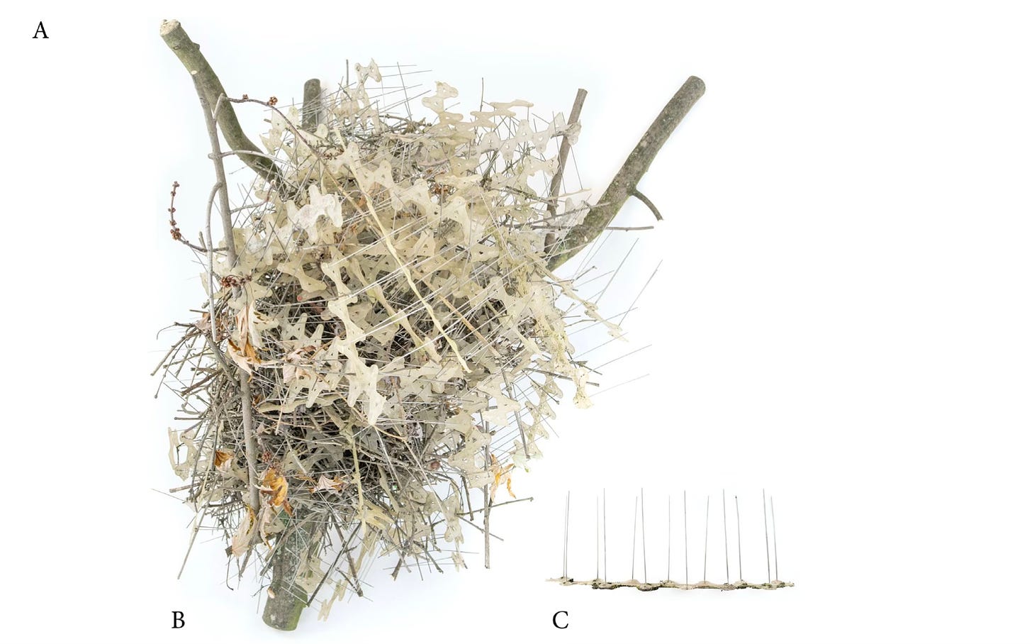 Image from academic paper of bird nest made of anti-bird spikes