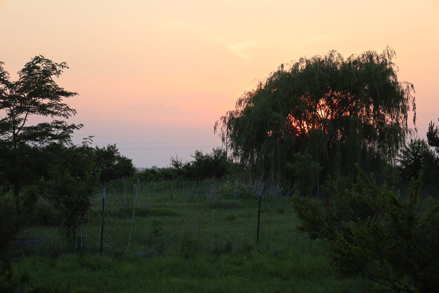 Crazy Maurice, the farm's Weeping Willow