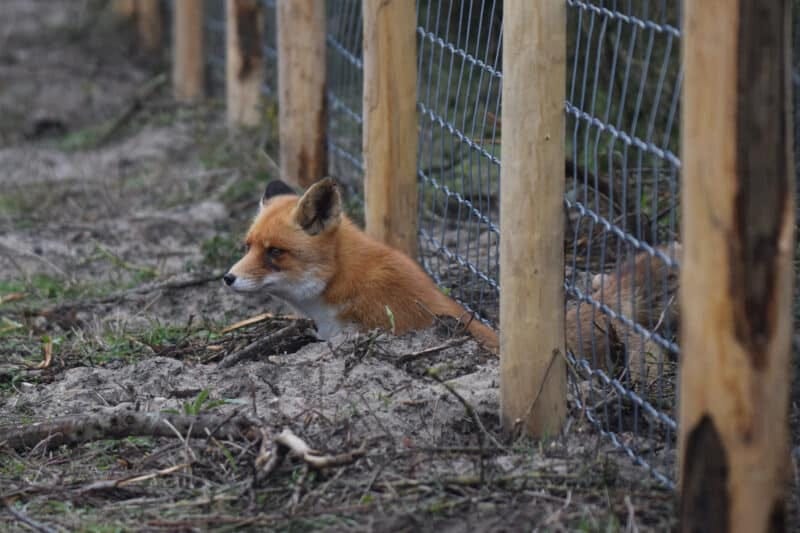 Foxes in the Henhouse? Here's How to Protect Your Chickens from Foxes