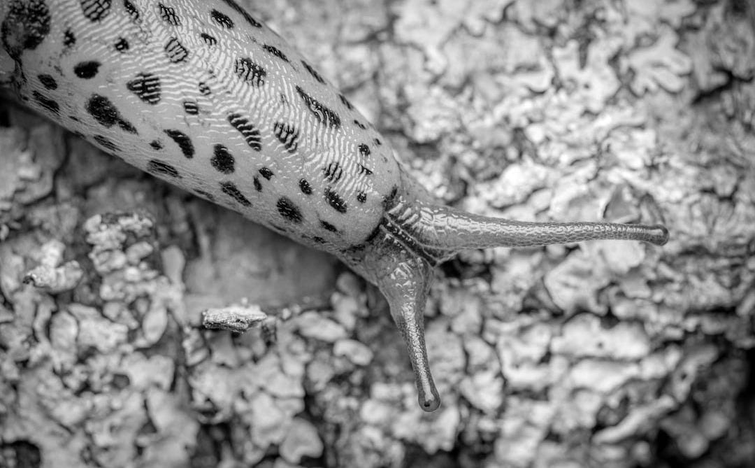 A close up of a slug on a tree A close up of a slug on a tree