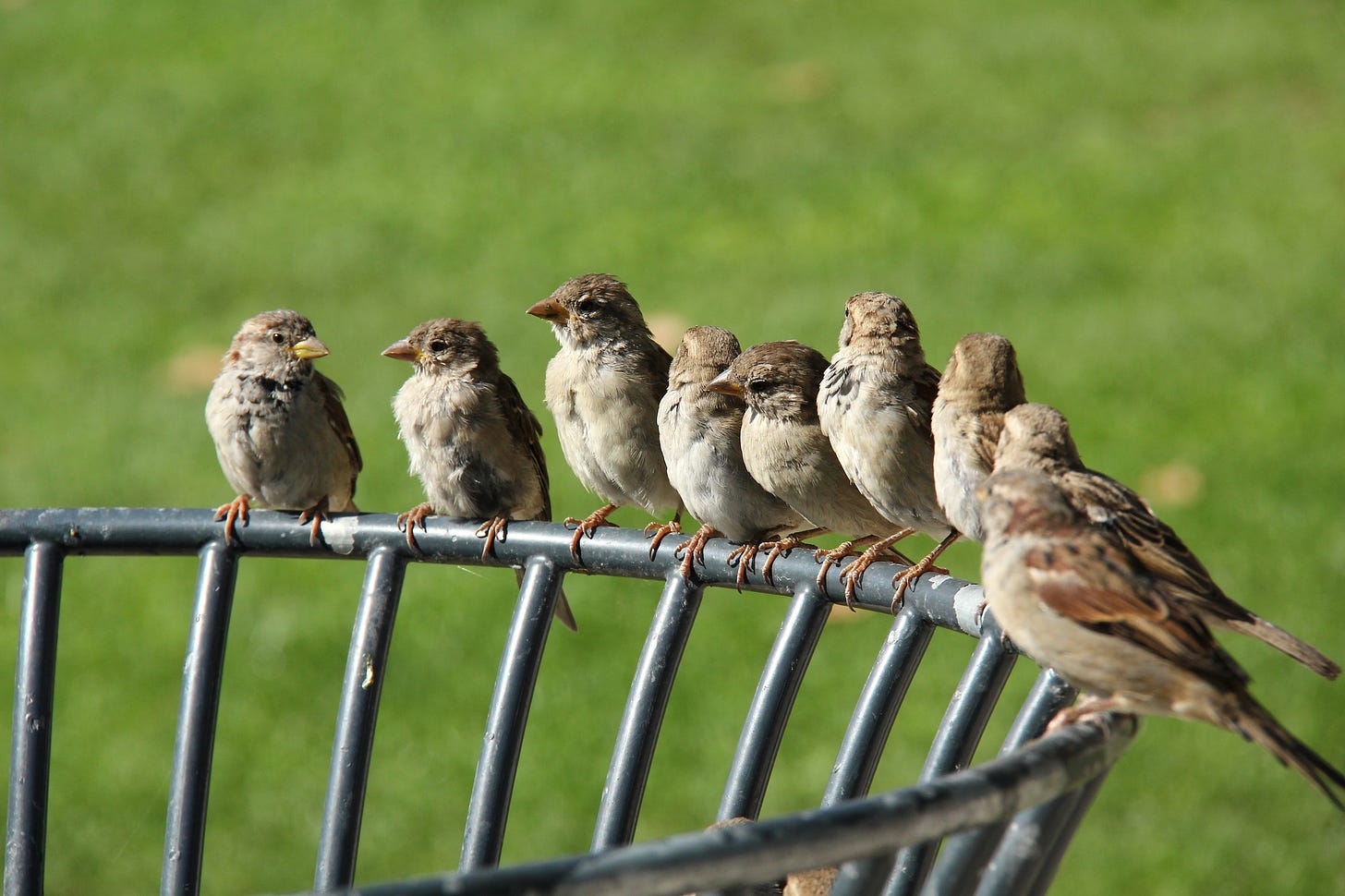 Star Park - Sparrows | Ljubljana in Spring | Pictures | Geography im ...
