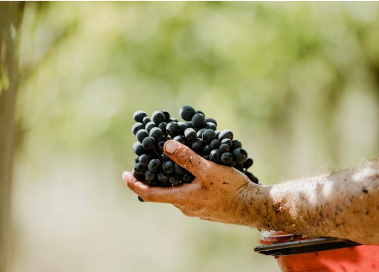 Harvesting ripe Montepulciano grapes at Cantina Jasci, producer of today's featured wine, the very food-friendly Atilia 2021 Montepulciano d'Abruzzo.