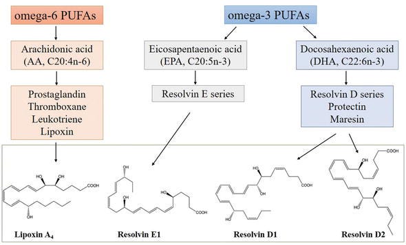 Figure 5.New lipid mediators: resolvins and lipoxins synthesis.
