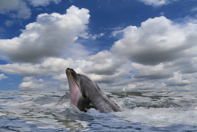 Un delfino affiora dall'acqua con la testa, circondato da onde increspate sotto un cielo azzurro punteggiato da nuvole bianche e soffici.
