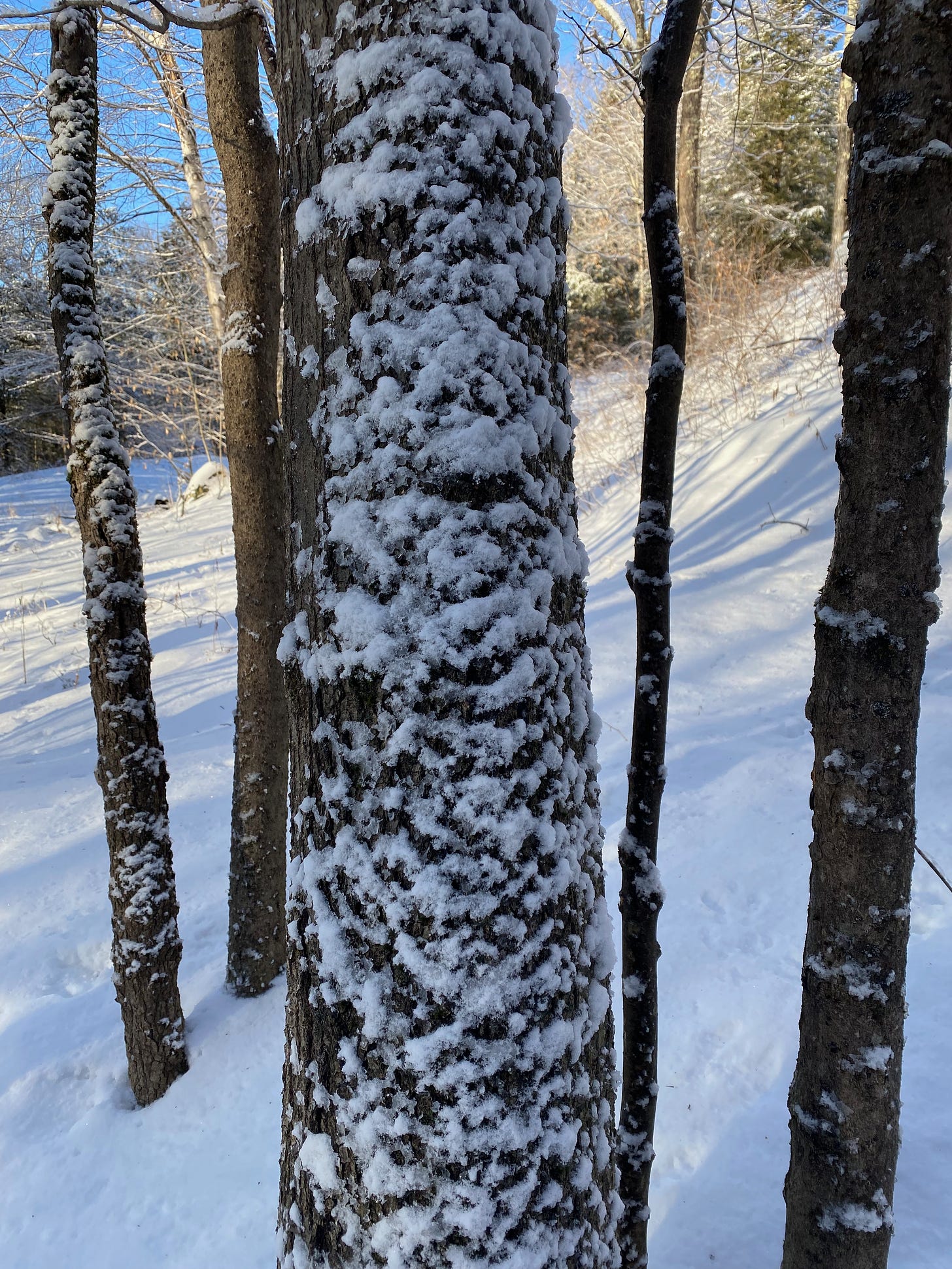 Closeup of snow clinging to the trunk of a tree.