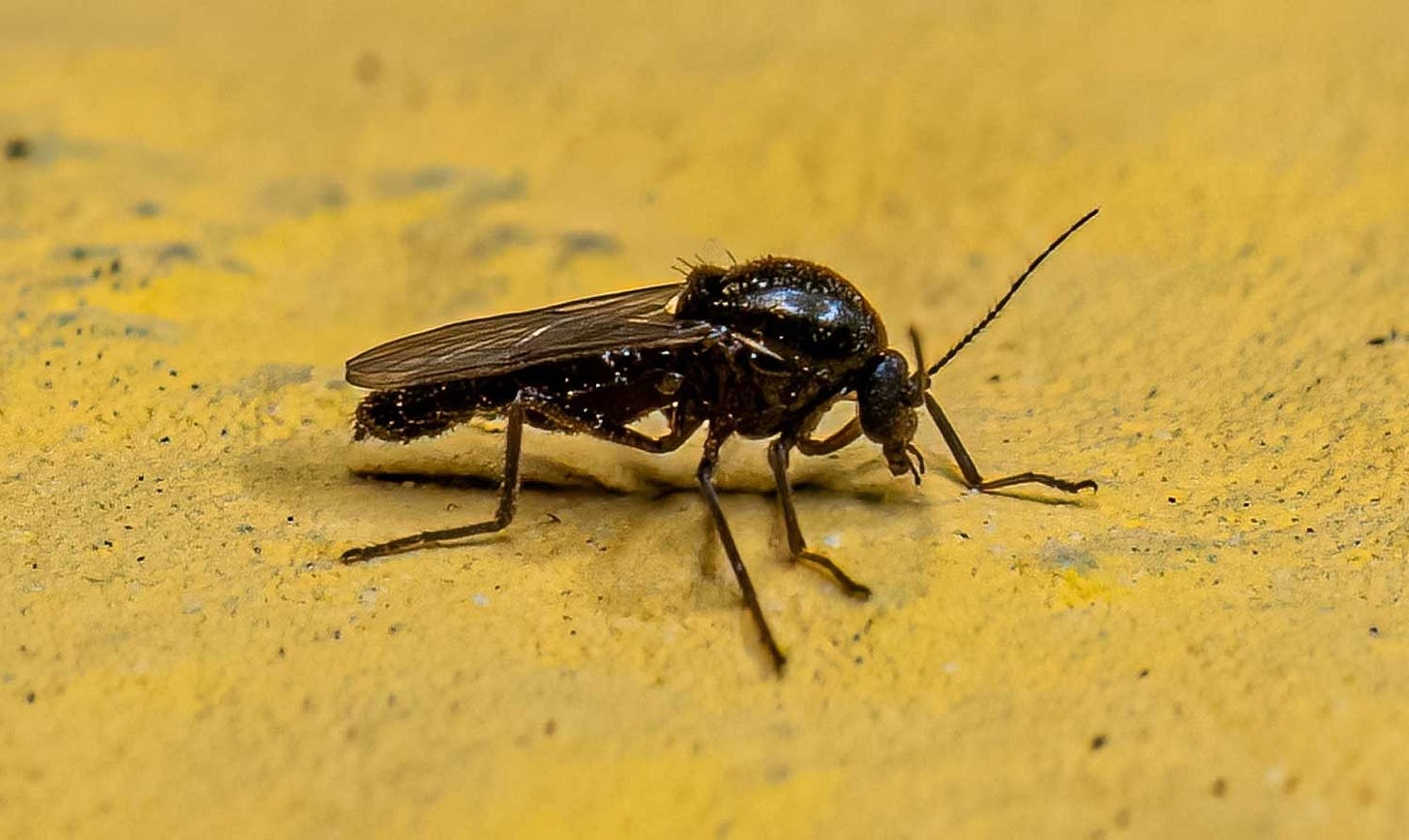 Adult Biting Midge of the Family Ceratopogonidae (Vinicius R. Souza/shutterstock.com)