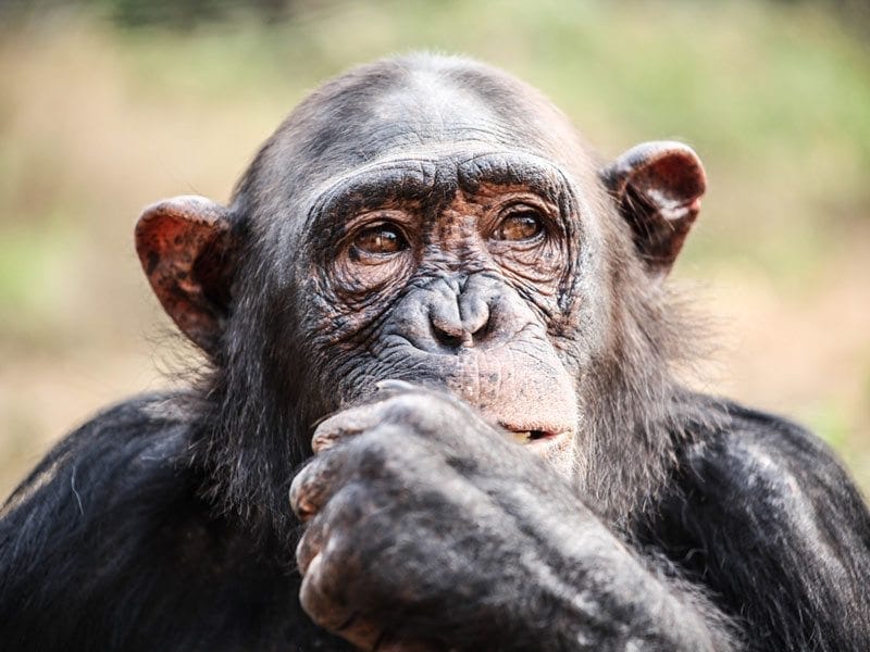 Chimpanzee Self-Control Is Related To Intelligence, Georgia State Study ...