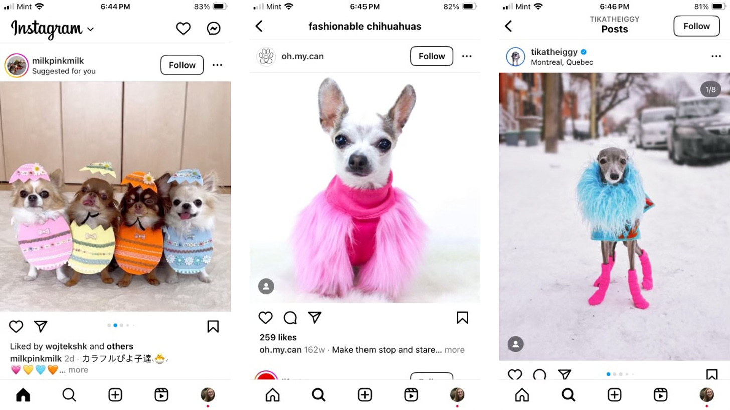 Three screenshots of Instagram. The first has four dogs in easter egg costumes. The second has a dog in a hot pink sweater with pink fur attached. The third has a dog in hot pink socks and a fluffy blue-white coat.