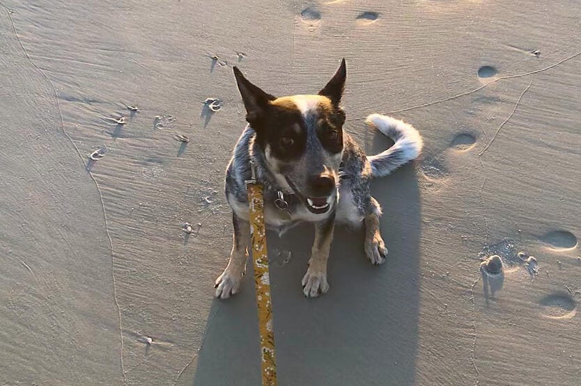 Scout the Australian cattle dog soaking up the morning sun at Canova Beach Park's dog-friendly beach in Brevard County, Florida