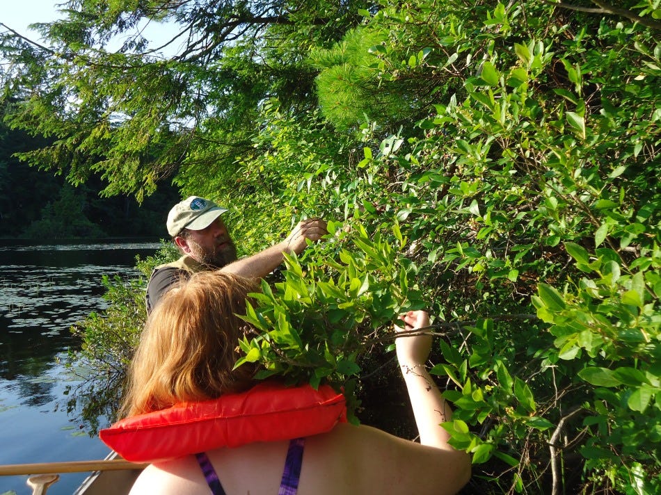 Canoe harvest