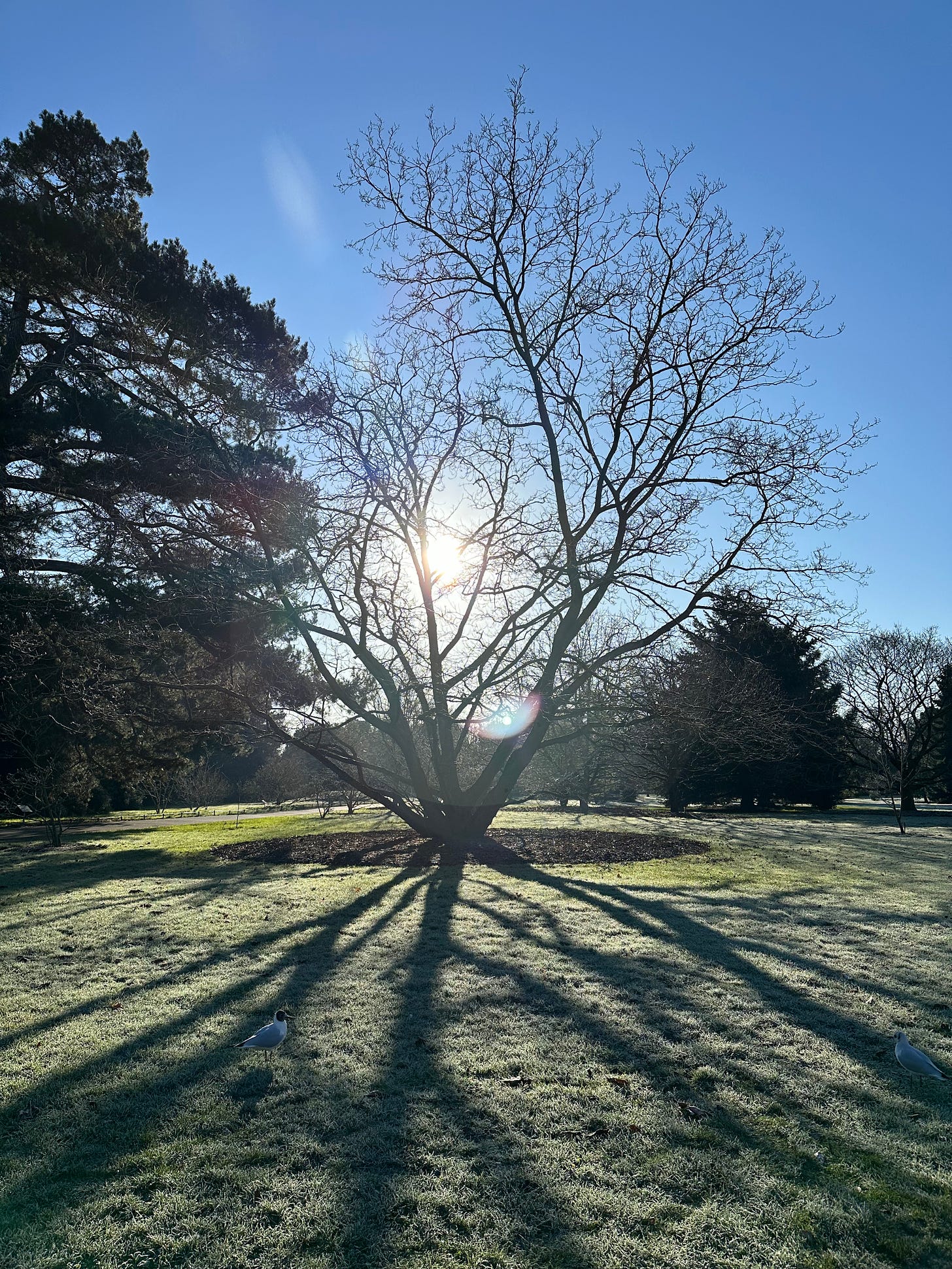 Tree with bare branches and it silhouette on frosty grass, against bright blue skies