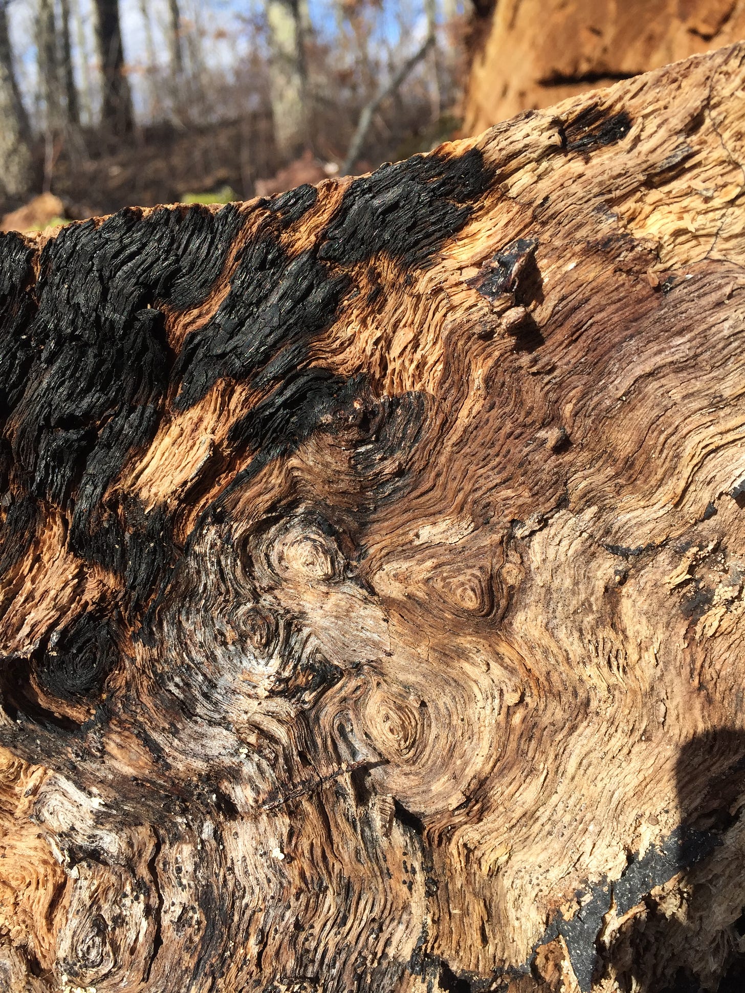 wood grain from a burnt tree