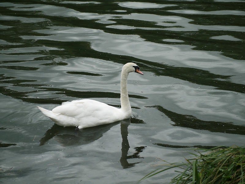 Swan on the lake — photo by Terry Freedman