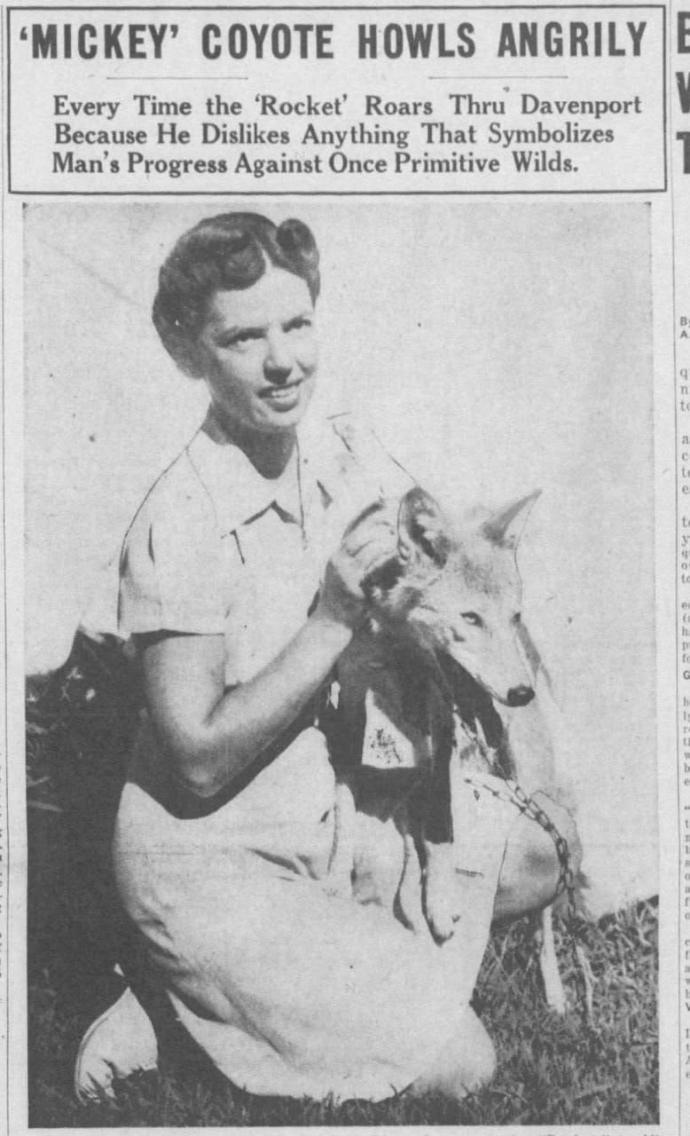 A newspaper article showing a woman holding a coyote; the headline reads: 'Mickey' Coyote Howls Angrily every time the 'Rocket' roars through Davenport because he dislikes anything that symbolizes man's progress against once primitive wilds.