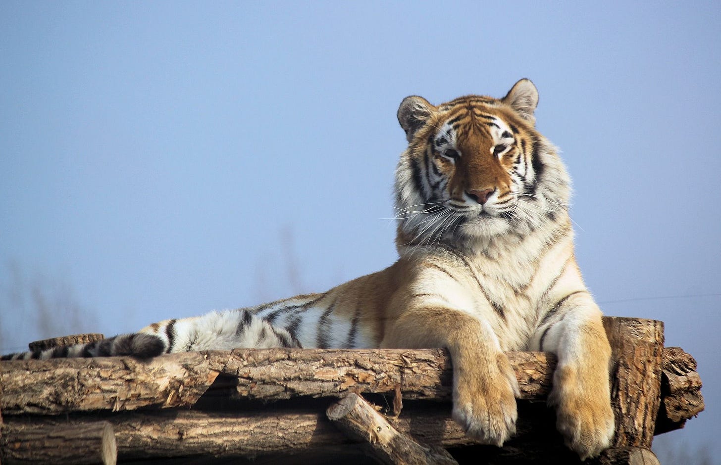 Wild tiger numbers in India are up by 33% in four years 