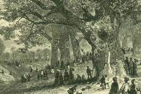 The American Chestnut Tree - Classic History
