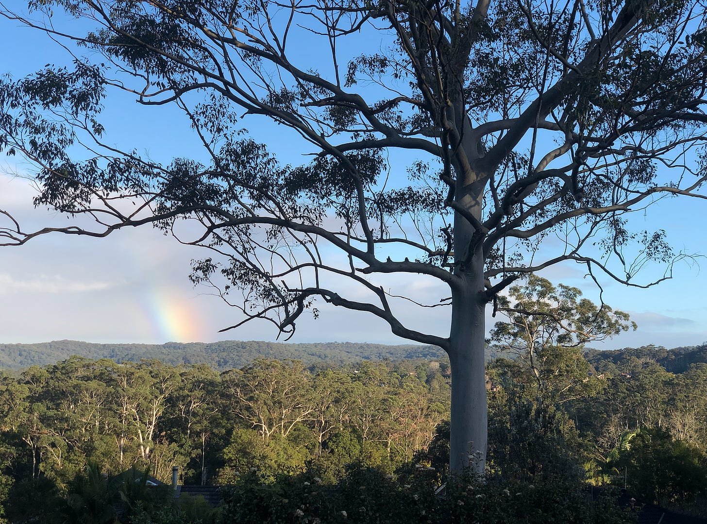 Rainbow fire on the horizon, with a large gum tree in the foreground