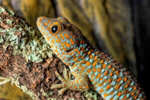 A closeup of a colorful gecko