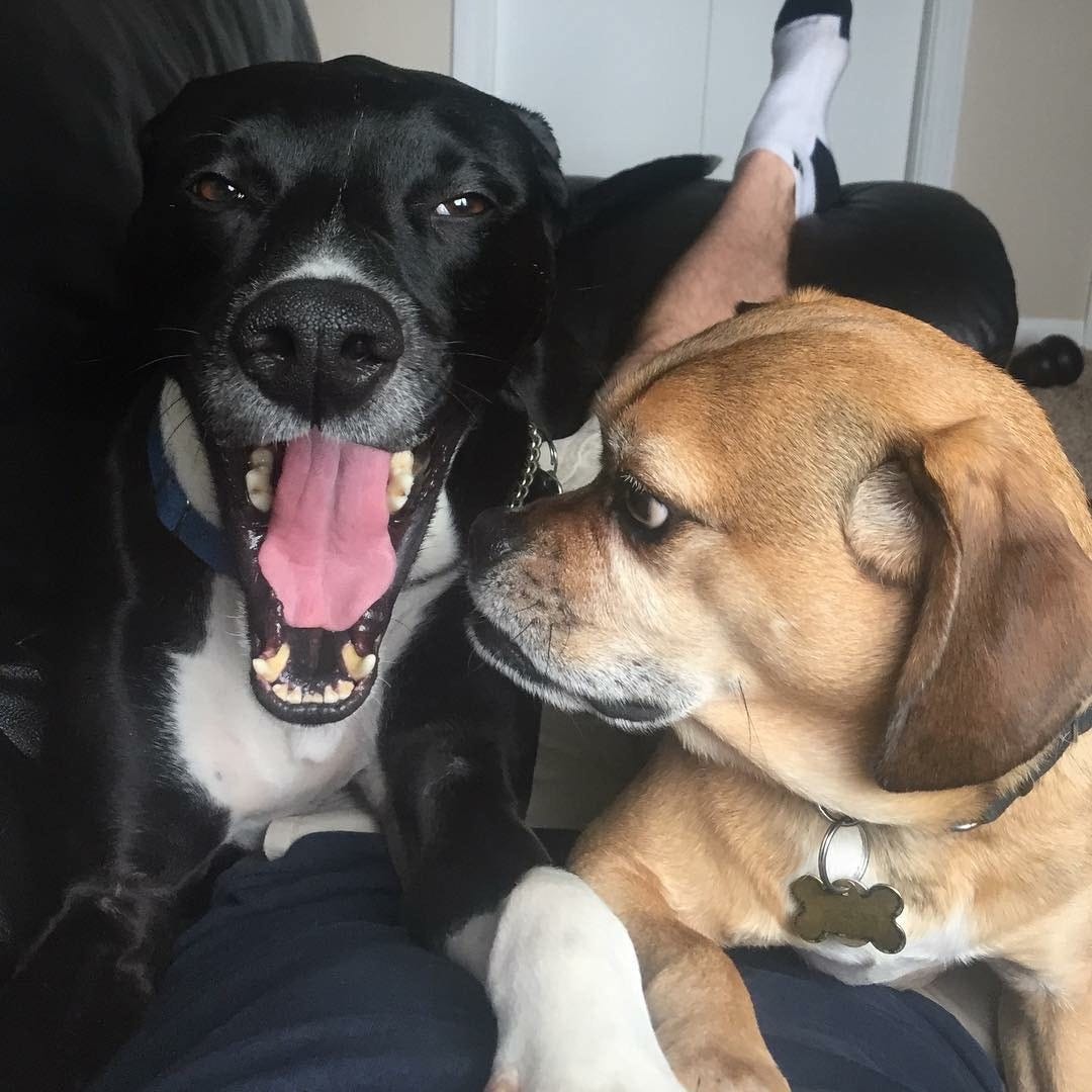 A black dog and a tan dog laying on a couch facing the camera, with the tan dog looking at the black dog