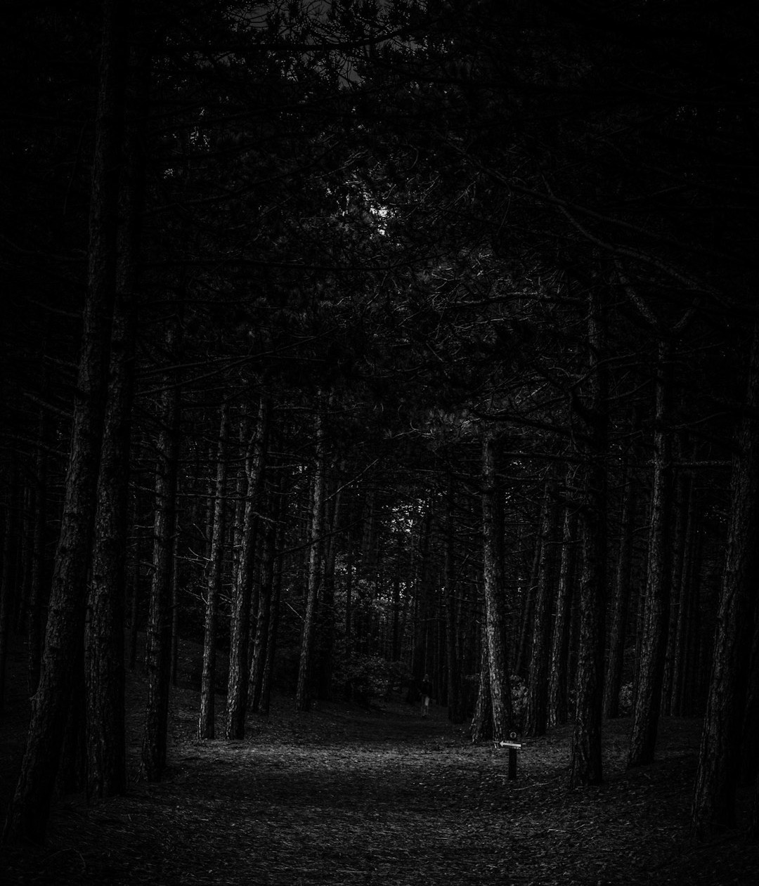 a black and white photo of a dark forest a black and white photo of a dark forest