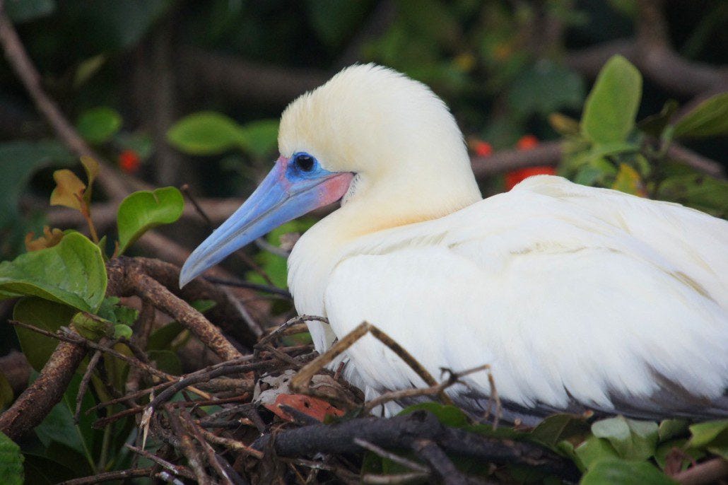 A red-footed booby keeps her egg warm. (Photo credit Chelsea.)