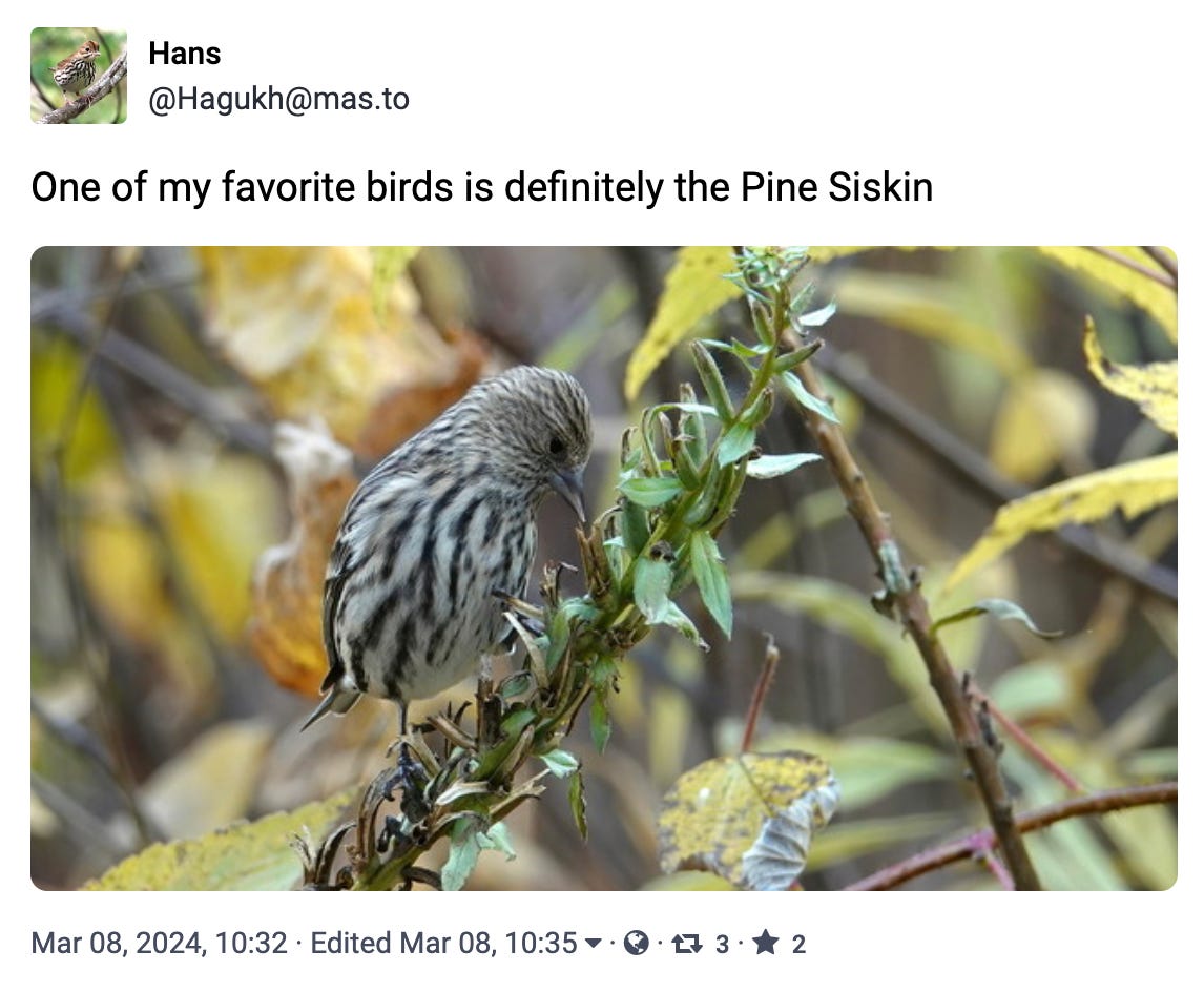 One of my favorite birds is definitely the Pine Siskin