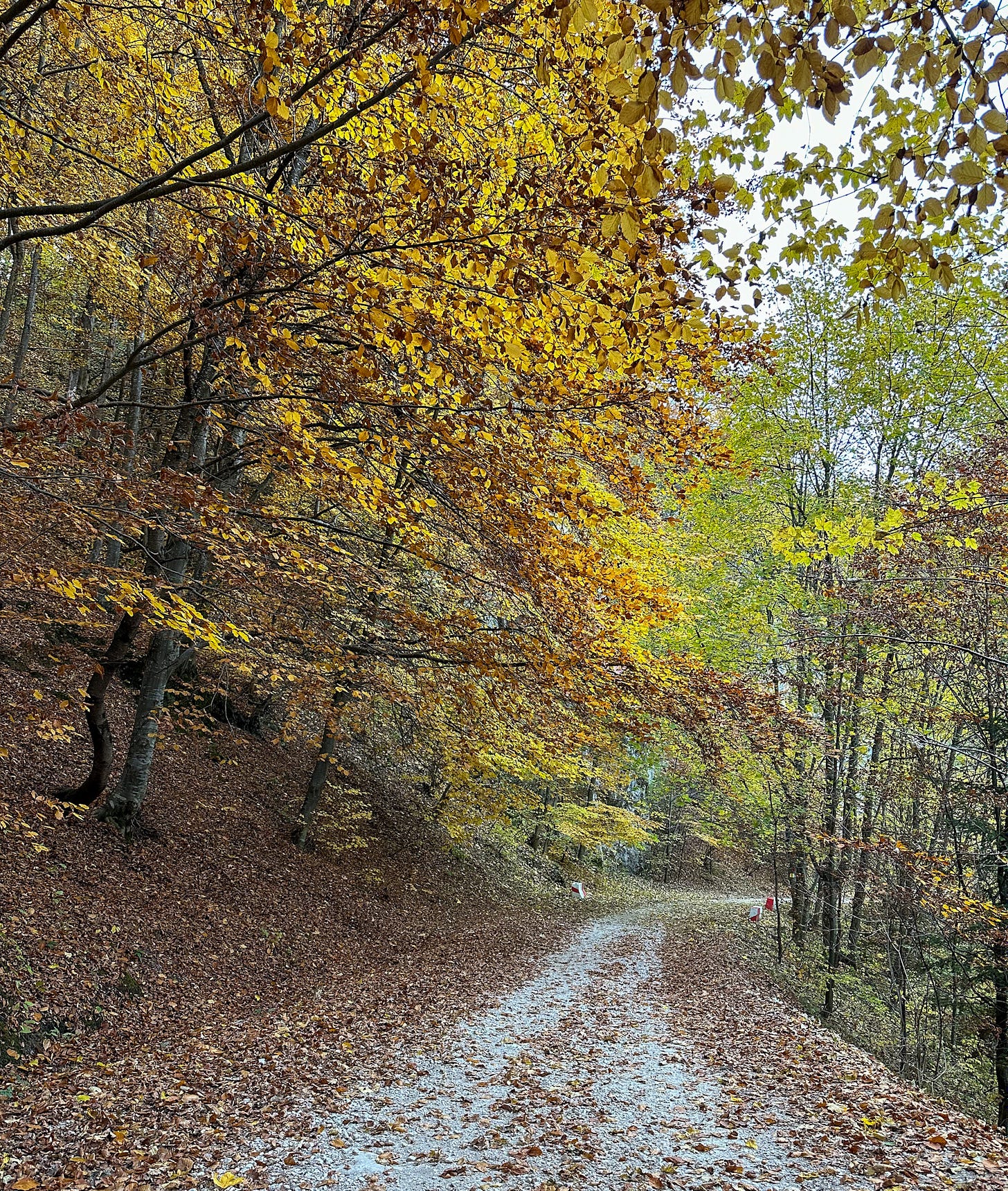 The second “Old Road” to Poiana, starting at the Solomon Rocks