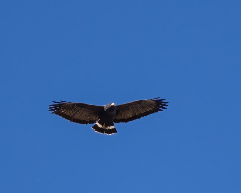 20240317HawkWatch-102-Edit.jpg