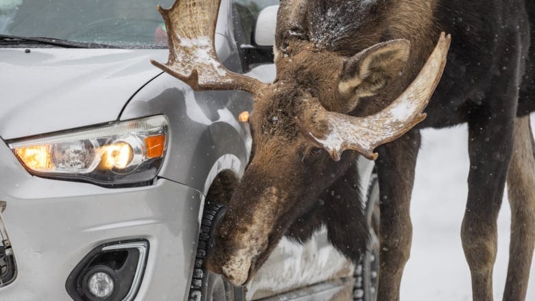 A moose with large antlers is licking the wheel on a silver car. 