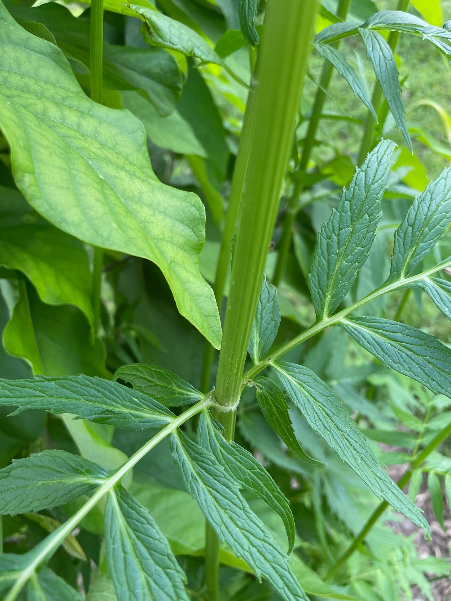 ribbed flowering stem of valerian is hollow