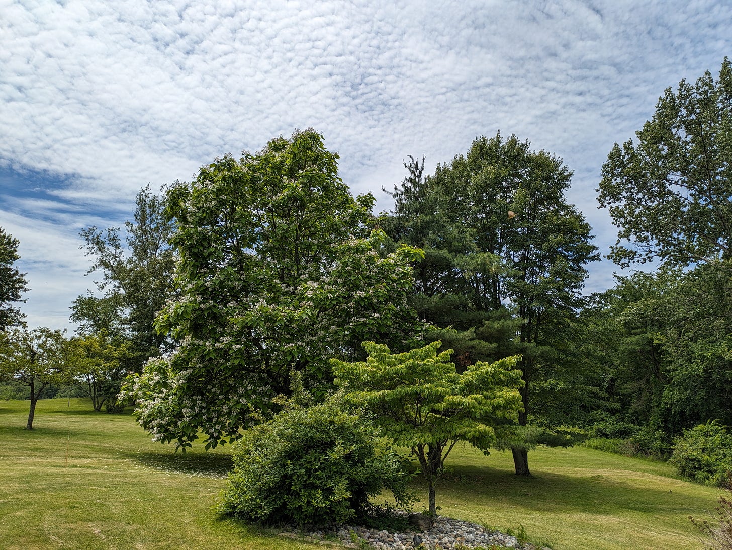 A photo of my backyard on a partly cloudy, sunny day. There are lots of full green trees and grass. No other houses are in sight.