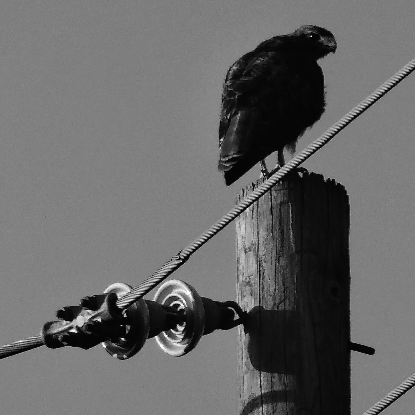 Black and white photo of a hawk on a telephone pole