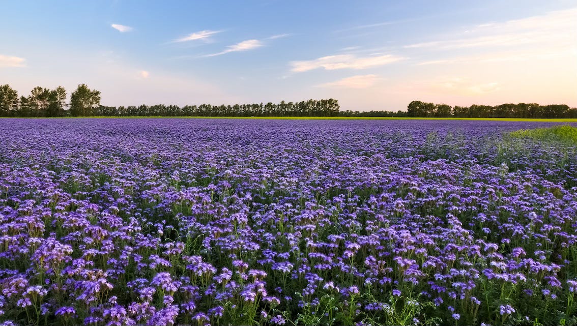 Champ de phacélie à feuilles de tanaisie (Phacelia tanacetifolia).