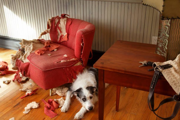 mischievous dog sitting next torn furniture - funny dogs stock pictures, royalty-free photos & images