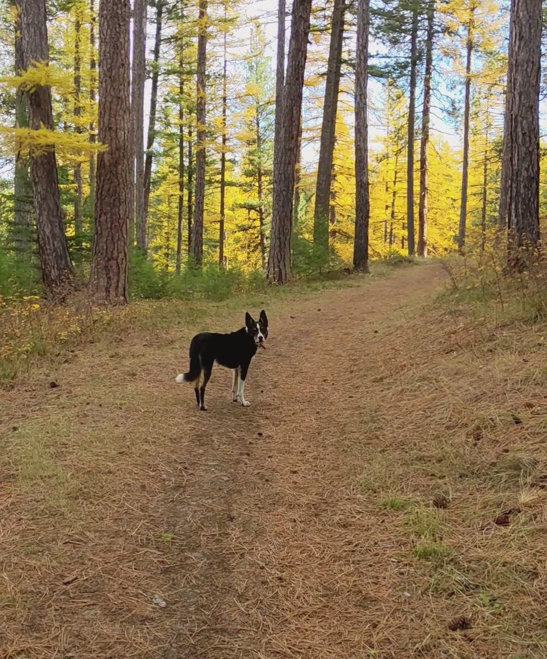 Dog standing in trail.