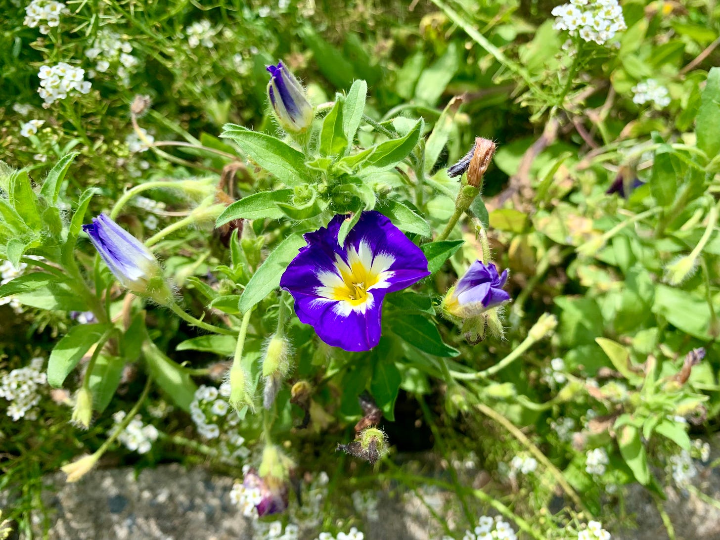 A purple flower