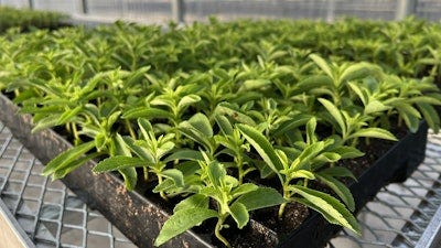 Splenda Launches its Own Stevia Farm | Food Manufacturing