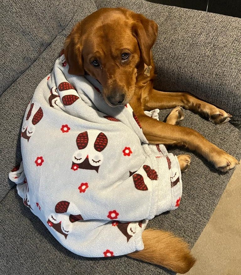 A dog under a blanket.