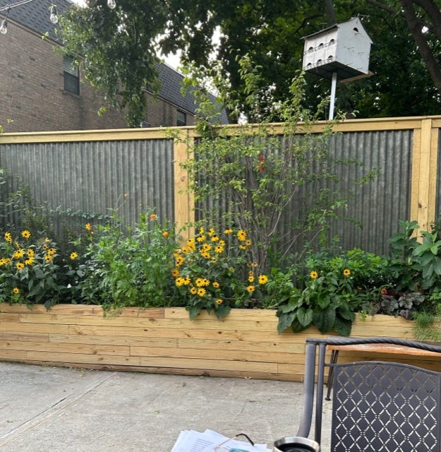 Image shows a long raised bed filled with orange coneflowers and cosmos, against a tall fence, and some pages with notes on them on a table at the edge of the frame.