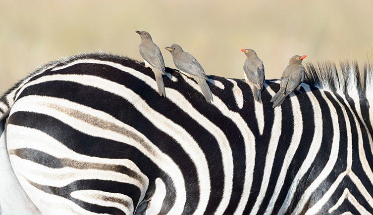 Oxpeckers perched on the back of a zebra