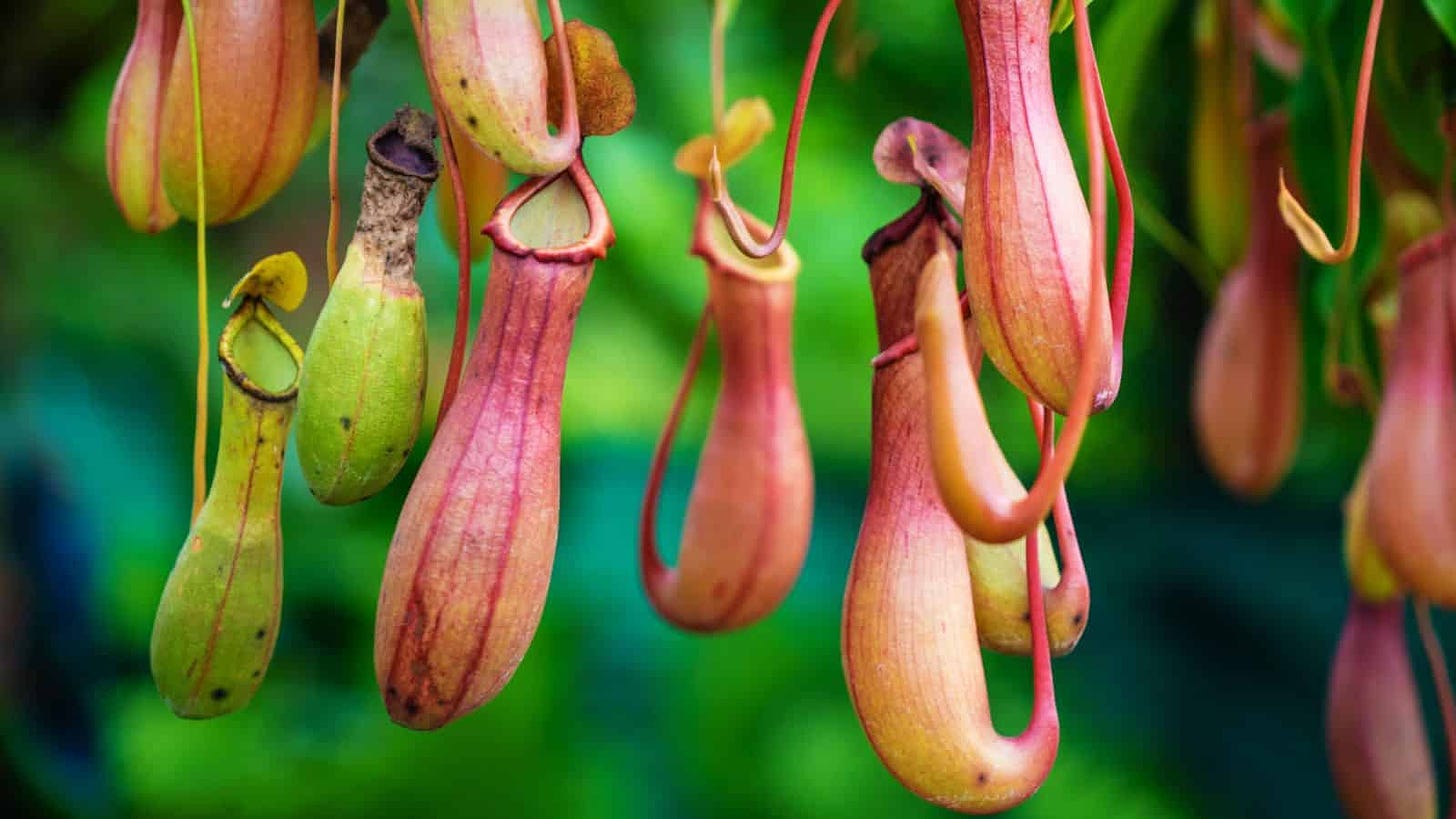 How to Grow and Care for Pitcher Plant (Complete Guide) | Planet Natural