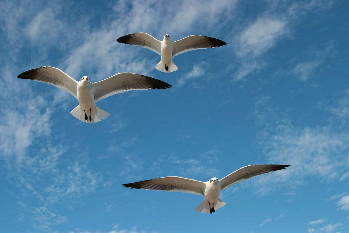 Gulls are smart, savvy coastal birds. Just don't call them seagulls