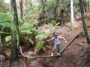 crossing a tree branch in the bush