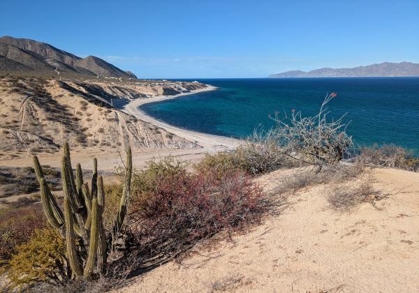 a Baja desert scene with cactus and other dry vegetation in the foreground, rugged mountains in the background, and a deep blue sea with a winding coastline