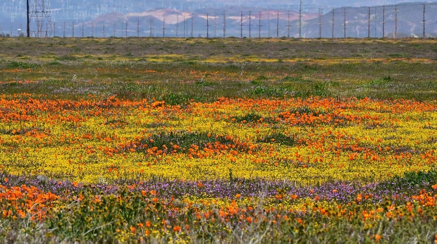 A broad, flat field full of colorful flowers