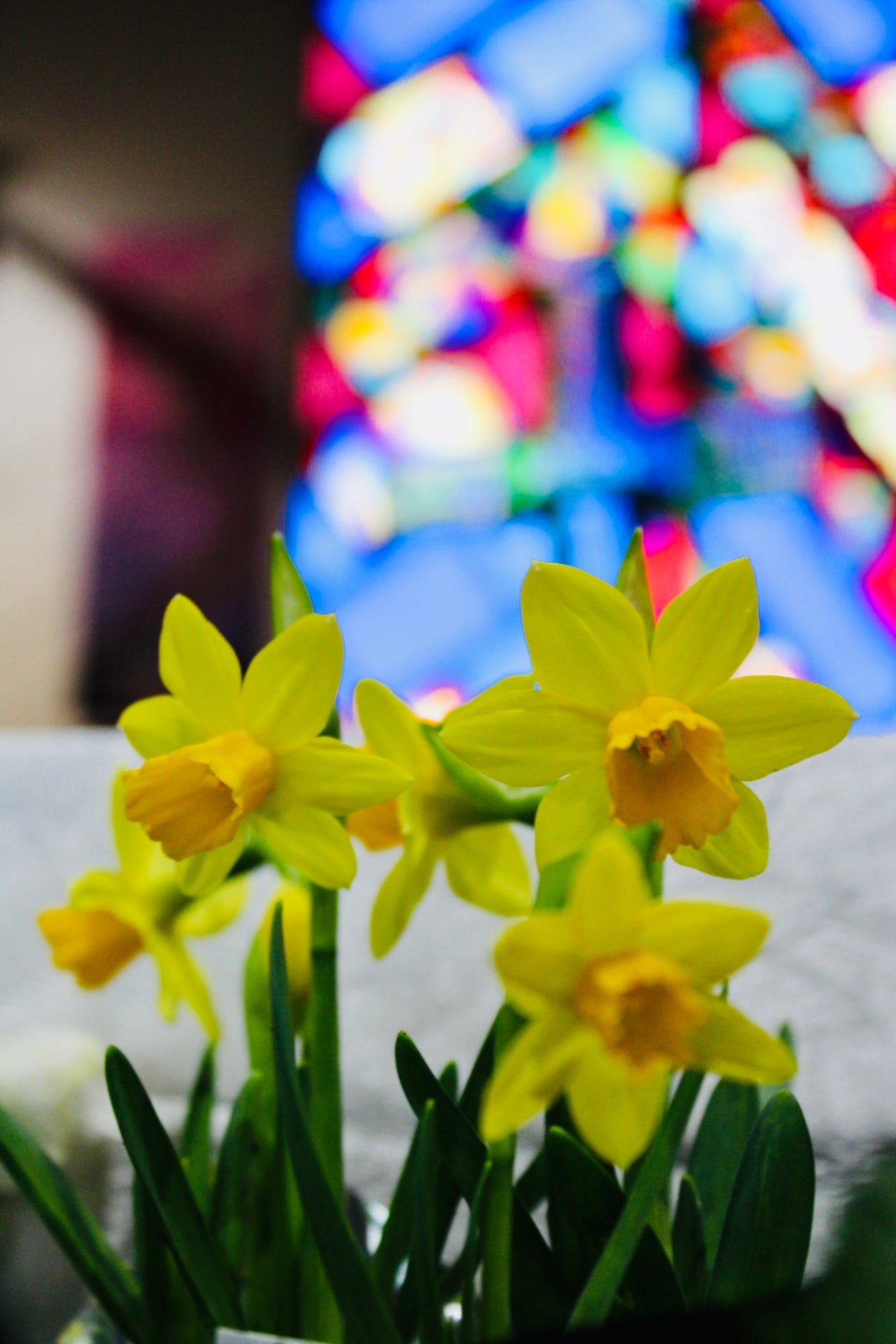 Tiny daffodils in front of blurred stained glass